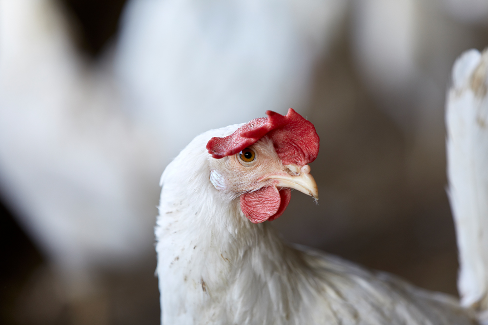 Elviggård Hønseri ApS