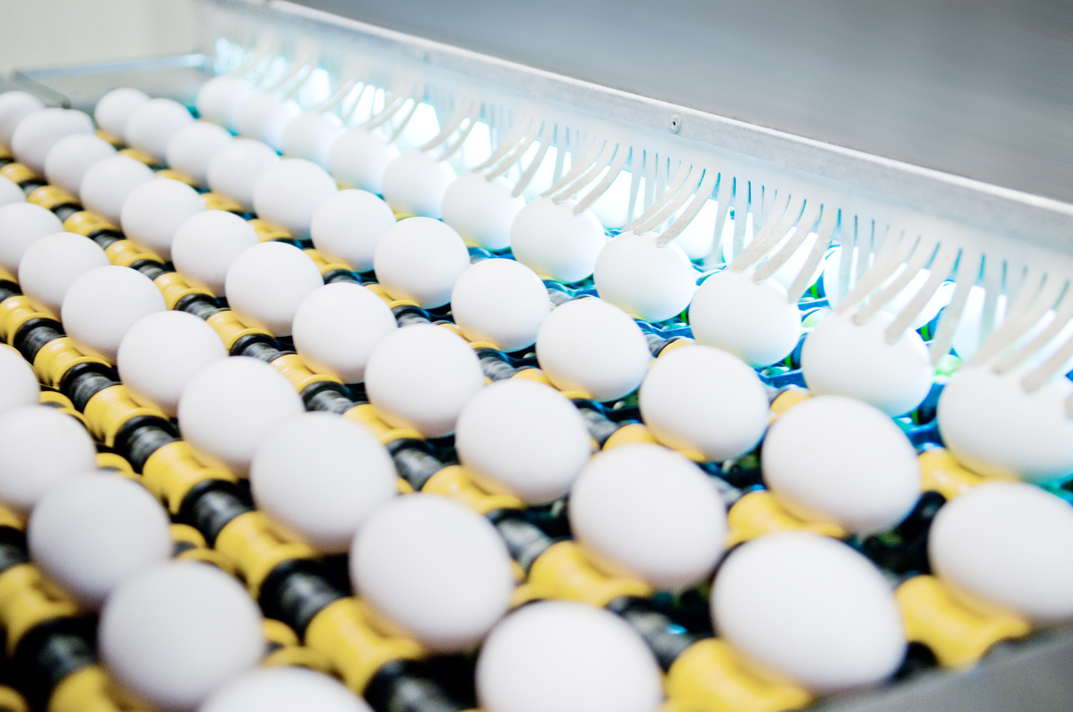 Quality and food safety