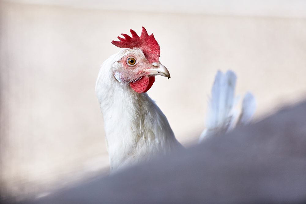 Agerbæk Hønseri (016443)