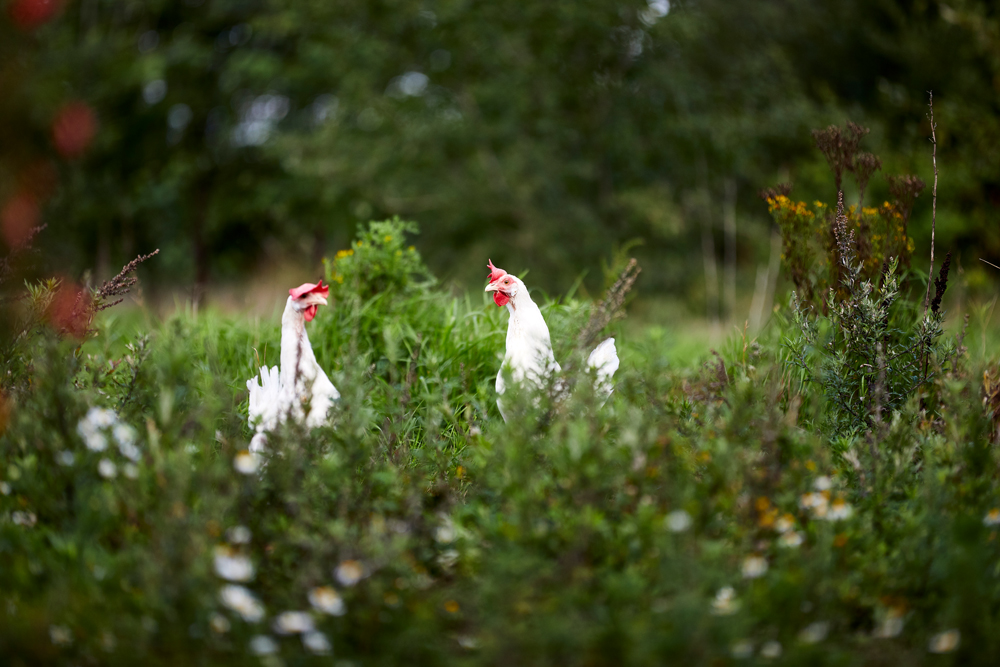 Mosefryd Hønseri (081131)