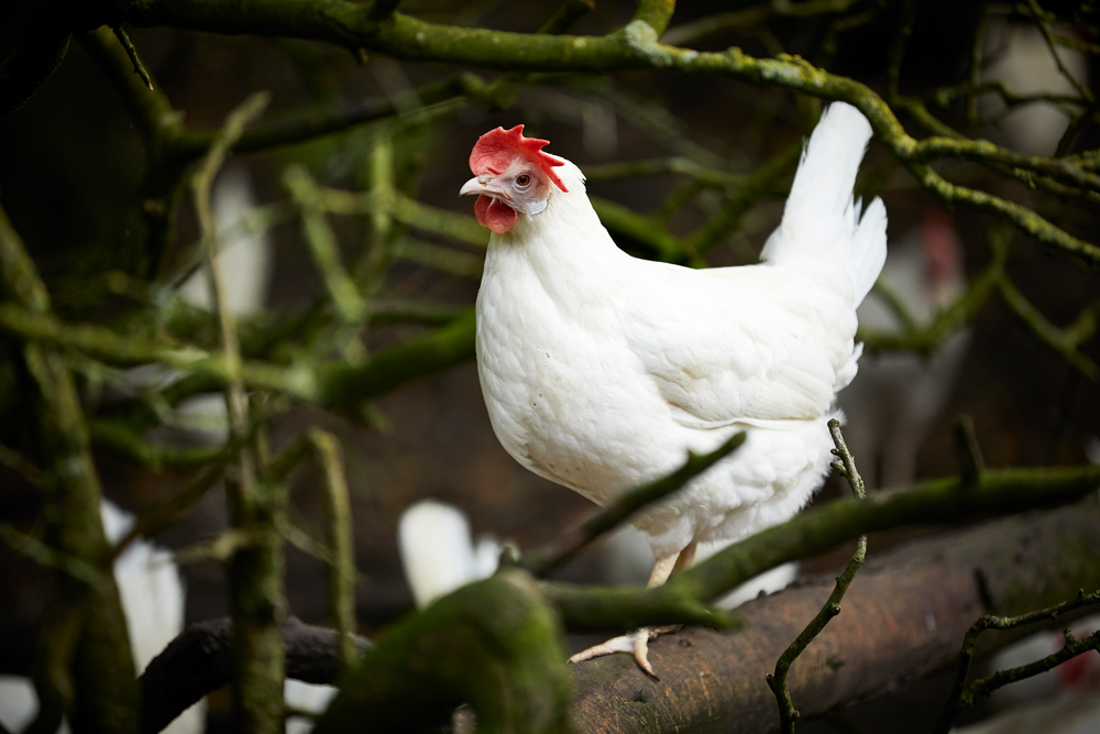 HENS AND ANIMAL WELFARE