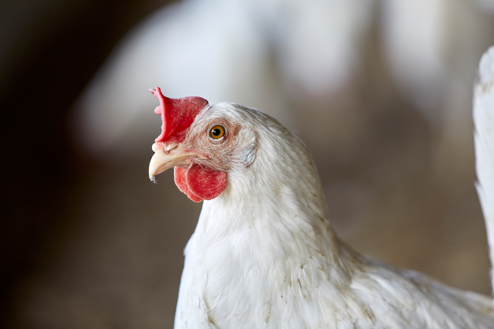 Alexander Schliemann (058385)