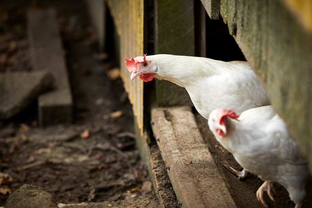 Vejrup Hønseri (017254)